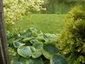 Large hosta leaves in landscape garden design. Sunny light water drops after rain. Green gras lawn and thuja bush