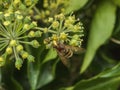 Large hover fly up close on flower autumn insects Royalty Free Stock Photo