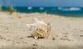 Large huge ocean shell with spikes on yellow sand against a the