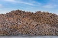 Large huge tall stack of fresh cut lumber trees at a lumberyard wood cutting yard