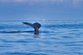 Large humpback with just its tail visible above the ocean surface. Royalty Free Stock Photo