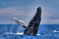 Large humpback whale exhibiting the behavior of breaching. Royalty Free Stock Photo