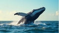 A large humpback whale breaching the surface of the ocean Royalty Free Stock Photo