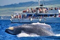 Large humpback whale enthusiastically breaching onto its back with pectoral fin extended.