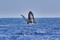 Large humpback whale exhibiting the behavior of breaching. Royalty Free Stock Photo