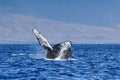 Large humpback whale exhibiting the behavior of breaching. Royalty Free Stock Photo