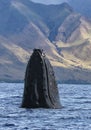 Large humpback whale exhibiting the behavior of spy hopping.