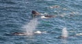 4 humpback whales blowing and feeding Royalty Free Stock Photo