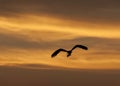 Large hunting osprey bird in flight at sunset Royalty Free Stock Photo