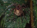 Large hunting spider