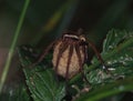 large hunting spider