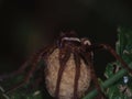 Large hunting spider