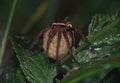 large hunting spider