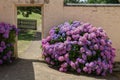 Really large hydrangea bush in pinks and purples