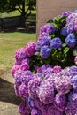 Really large hydrangea bush in pinks and purples