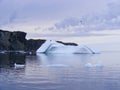 Gull flying over large iceberg stranded next to sheer cliffs in Twillingate Harbour Royalty Free Stock Photo