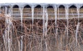 Large icicles hang from the roof on the wall of a wooden house, entwined with a vine. Winter background Royalty Free Stock Photo