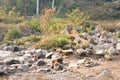 Large Igneous River Boulders and rocks has been carried by the river on the remote mountain place. Rangbang river mountain valley. Royalty Free Stock Photo