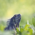 Large Iguana , Close Up