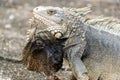 Large Iguana Closeup Royalty Free Stock Photo