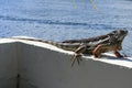 Large Iguana in Florida Royalty Free Stock Photo