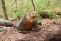large iguana in the Galapagos Islands