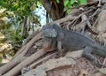 The large Iguana Royalty Free Stock Photo