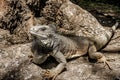 Large Iguana in Guayaquil, Ecuador Royalty Free Stock Photo