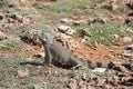 Large Iguana Hiding Withing Desert Rocks