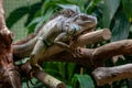 A large iguana lies belly on a branch in a zoo.