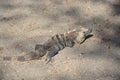 Large iguana lizard