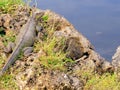 Large iguana, lizards in Florida