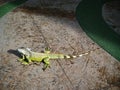 An Iguana crosses a public sidewalk.