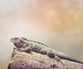 Large iguana resting