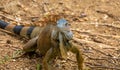 Large Iguana Royalty Free Stock Photo