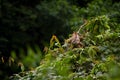 Large iguana