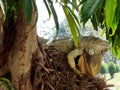 The large Iguana on a tree. Royalty Free Stock Photo