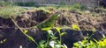 A large iguana in the windward islands Royalty Free Stock Photo