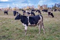 A large image of a cow`s head, black with white spots, on a blurred background of a herd of cows grazing on a field Royalty Free Stock Photo