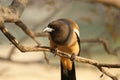 The large image Indian Magpie