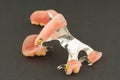 Large image of a modern arc denture with attachmens Royalty Free Stock Photo