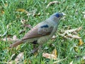 Large Immature Male Satin Bowerbird