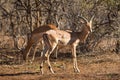 Large Impala ram standing with other grazing