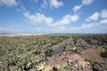 A large and important cactus plantation.