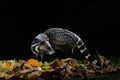 Large Indian Civet Royalty Free Stock Photo