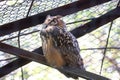 Large Indian Eagle Owl Bubo bengalensis resting in the enclosure of rescue center