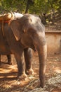 Large Indian elephant eating sugarcane on a farm in India. Goa