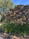 Large Indian Hawthorn blooming in the Florida panhandle