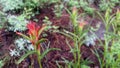 large indian paintbrush wildflower