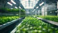 Large industrial greenhouse with fresh natural plants. Concept of growing healthy food, diet, vegetarianism and